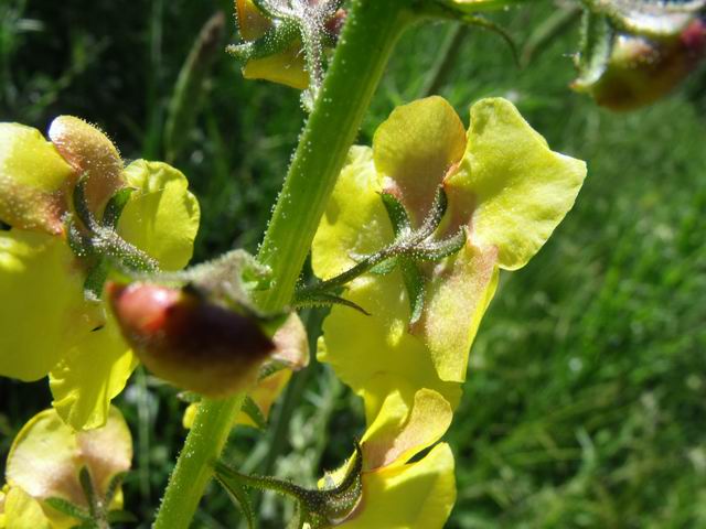 Verbascum blattaria